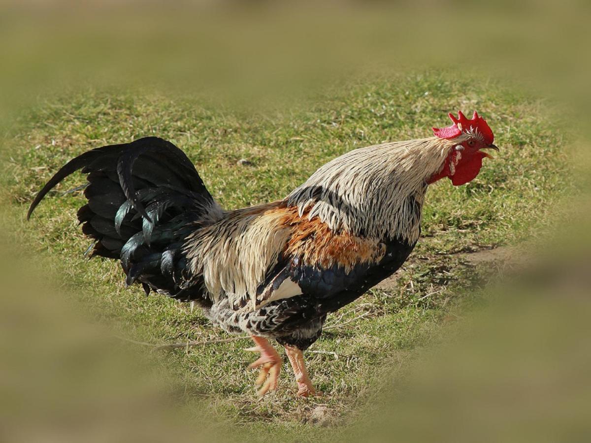 Ferienhof Bitschnau Lindenberg im Allgäu Zewnętrze zdjęcie